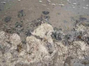 El buque fantasma que destruyó el ecosistema del Golfo de México