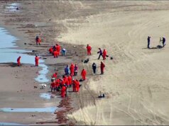Concluye contención de hidrocarburos en el mar y avanza en limpieza de playas del Golfo de México