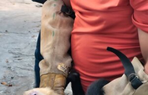 Rescatan 10 monos capuchinos transportados ilegalmente en Tabasco