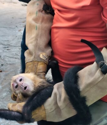 Rescatan 10 monos capuchinos transportados ilegalmente en Tabasco