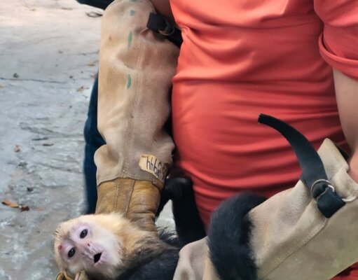 Rescatan 10 monos capuchinos transportados ilegalmente en Tabasco