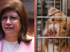 Senadora de Morena reconoce que sacrificó más de 10 mil perros cuando fue alcaldesa de Tecámac
