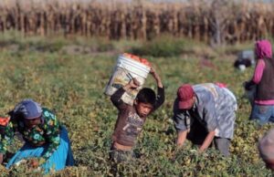 EU aplica a México arancel por trabajo forzoso a productos mexicanos