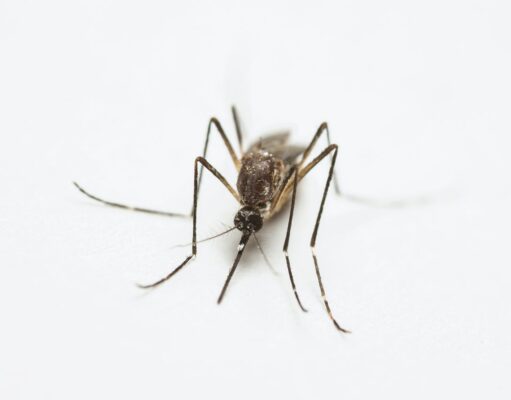 Vacunación reduciría hospitalizaciones y fortalecería el control del dengue en México