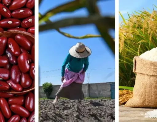 Mexico pierde capacidad productiva de granos basicos